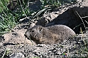 VBS_1 -  Plateau du Mont-Cenise, Grand Croix, Marmotte_-_0065 mt